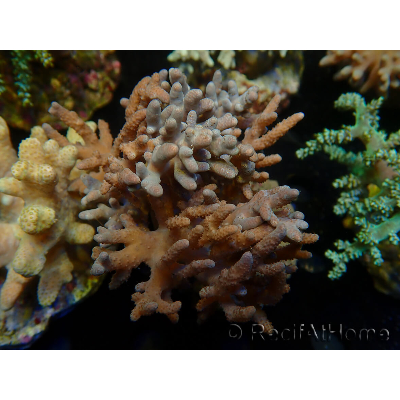 WYSIWYG Sinularia sp 10