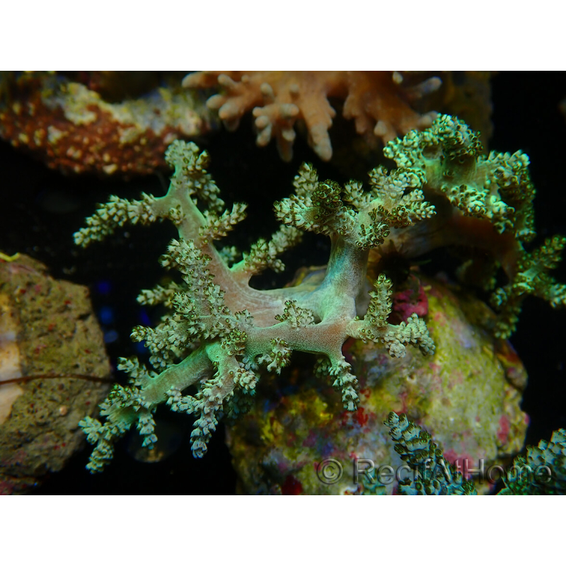 WYSIWYG Litophyton