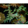 WYSIWYG Litophyton sp 9