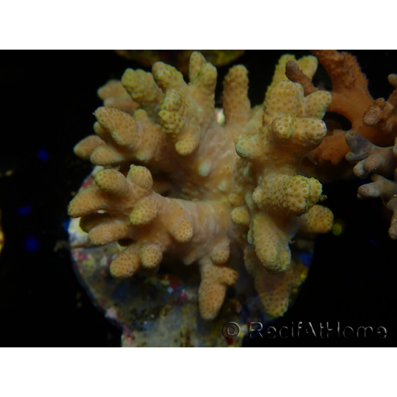 WYSIWYG Sinularia sp 11