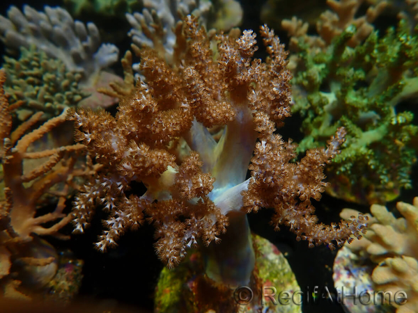 WYSIWYG Litophyton