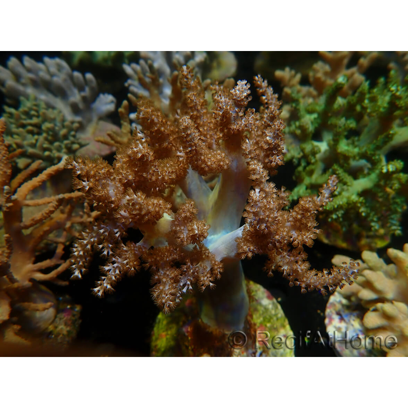 WYSIWYG Litophyton sp 12