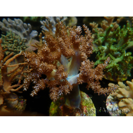 WYSIWYG Litophyton