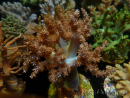 WYSIWYG Litophyton