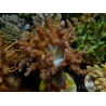 WYSIWYG Litophyton