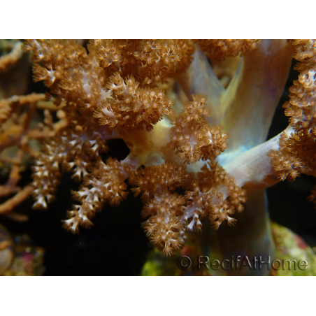 WYSIWYG Litophyton sp 12