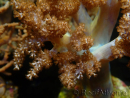 WYSIWYG Litophyton sp 12