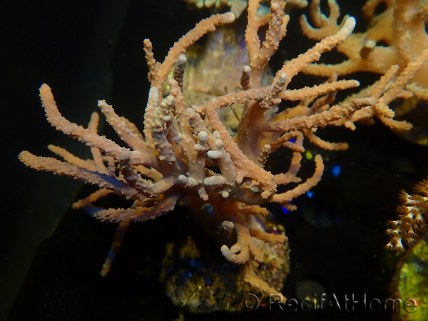 WYSIWYG Sinularia sp 15