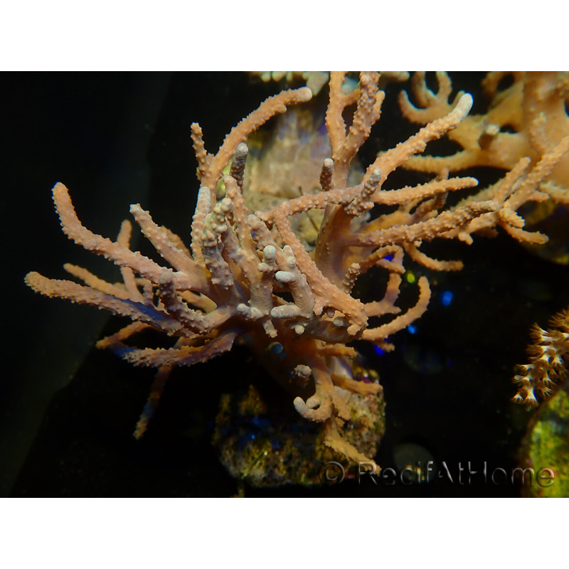 WYSIWYG Sinularia sp 15