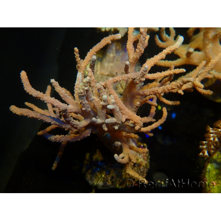 WYSIWYG Sinularia sp 15