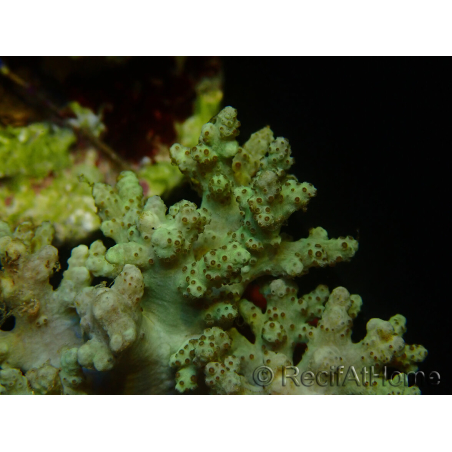 WYSIWYG Sinularia sp 17
