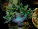 WYSIWYG Litophyton