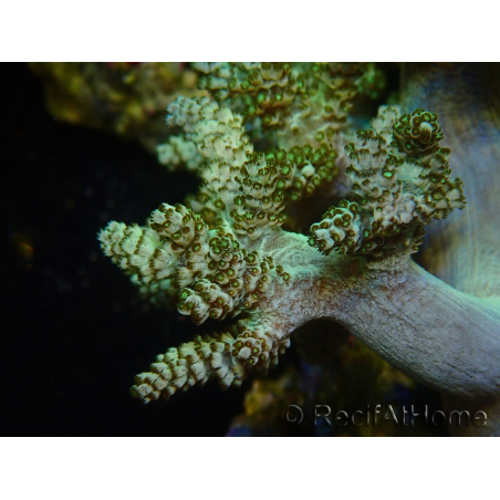 WYSIWYG Litophyton sp 25