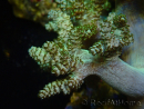 WYSIWYG Litophyton sp 25