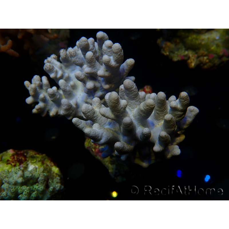 WYSIWYG Sinularia sp 30