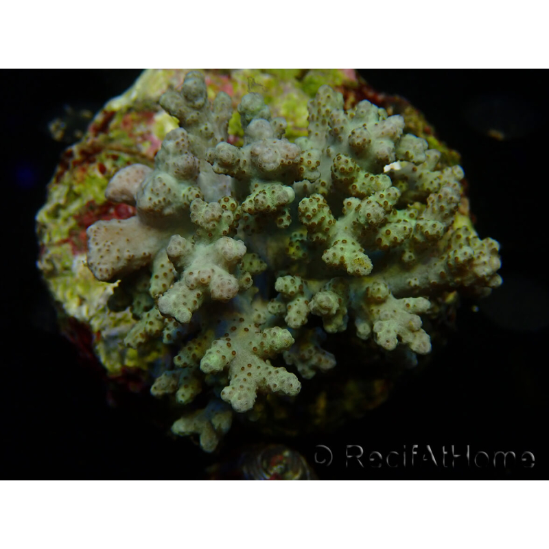 WYSIWYG Sinularia sp 31