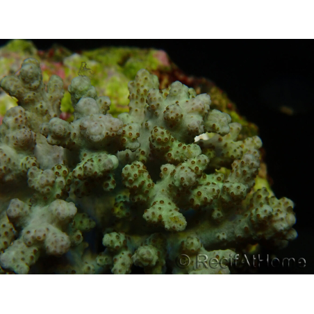WYSIWYG Sinularia sp 31