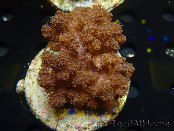 WYSIWYG Cladiella sp 34