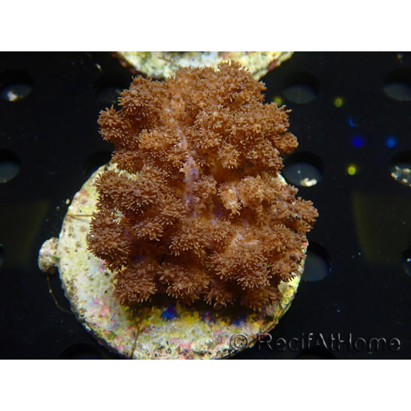 WYSIWYG Cladiella sp 34