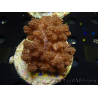 WYSIWYG Cladiella sp 34