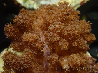 WYSIWYG Cladiella sp 34