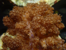 WYSIWYG Cladiella
