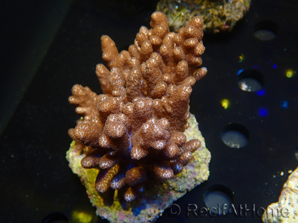 WYSIWYG Cladiella sp 1