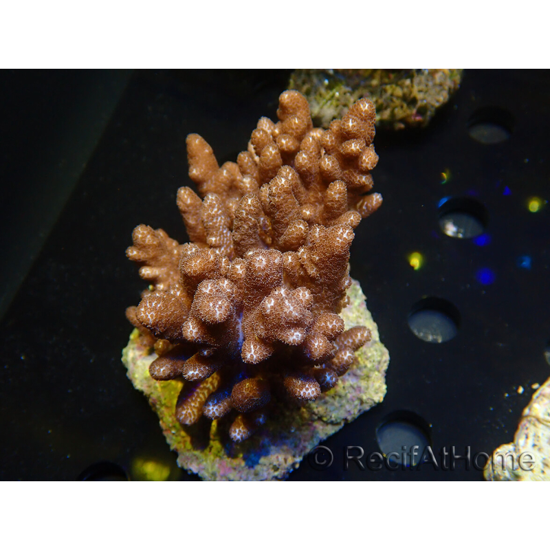 WYSIWYG Cladiella sp 1