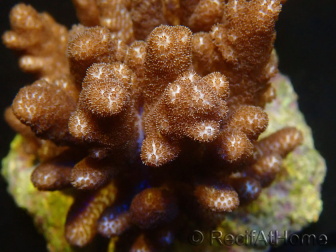 WYSIWYG Cladiella sp 1