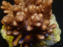 WYSIWYG Cladiella