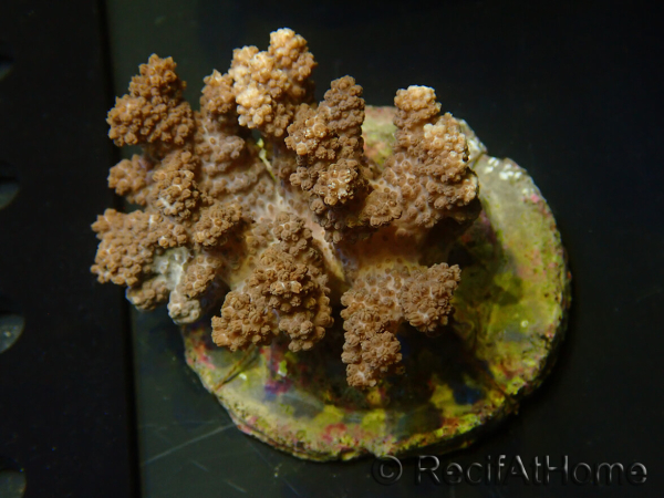 WYSIWYG Cladiella sp 3