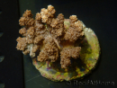 WYSIWYG Cladiella sp 3