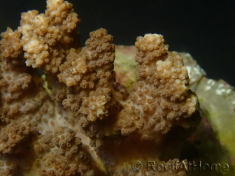 WYSIWYG Cladiella sp 3