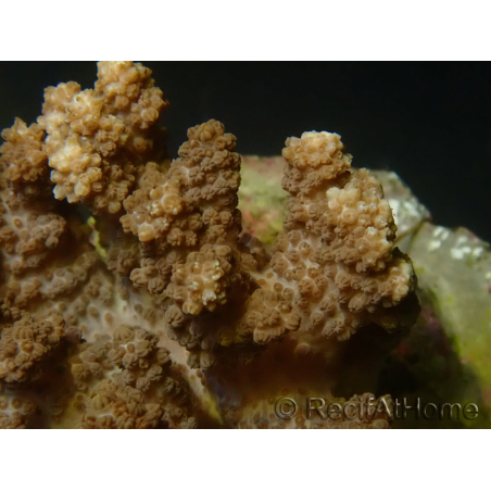 WYSIWYG Cladiella sp 3