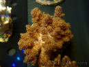 WYSIWYG Cladiella sp 7