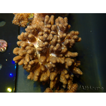WYSIWYG Cladiella sp 8