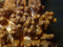 WYSIWYG Cladiella sp 8