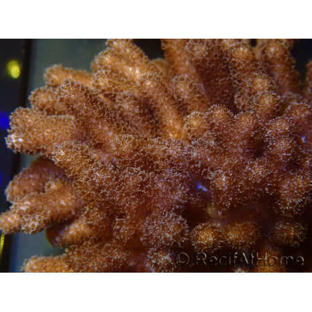 WYSIWYG Cladiella sp 10