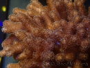 WYSIWYG Cladiella sp 10