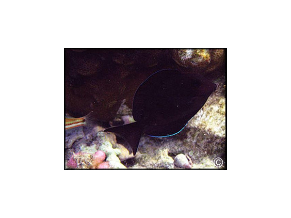 Acanthurus nigrofuscus