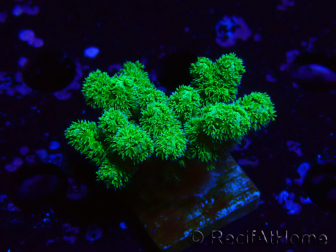 WYSIWYG Pocillopora damicormis jaune vert 1B1