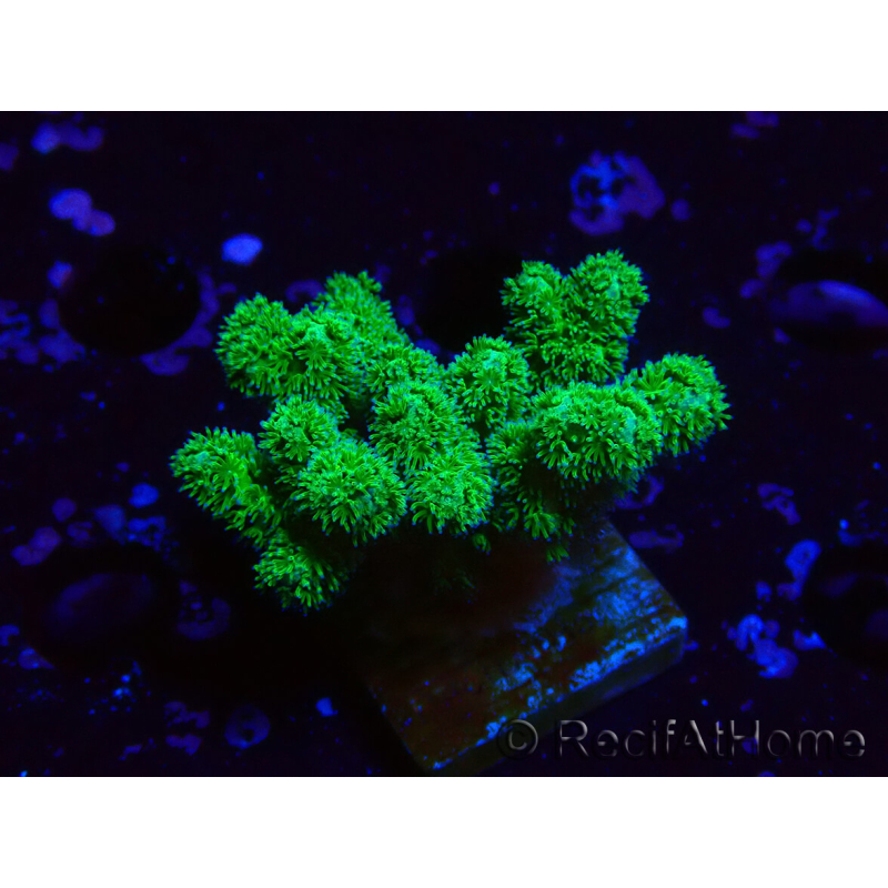 WYSIWYG Pocillopora damicornis gelb grün