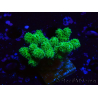 WYSIWYG Pocillopora damicormis amarillo verde