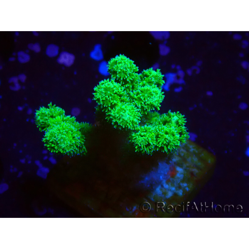 WYSIWYG Pocillopora damicormis jaune vert
