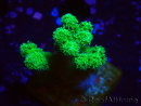 WYSIWYG Pocillopora damicornis giallo verde