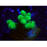 WYSIWYG Yellow-Green Pocillopora damicormis