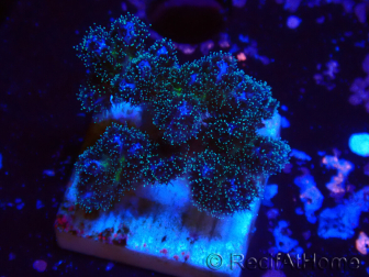 WYSIWYG Pocillopora damicornis pink