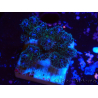 WYSIWYG Pocillopora damicornis rosa