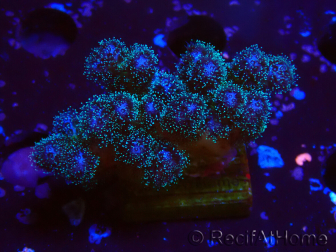 WYSIWYG Pocillopora damicornisrose