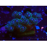 WYSIWYG Pocillopora damicornis rosa